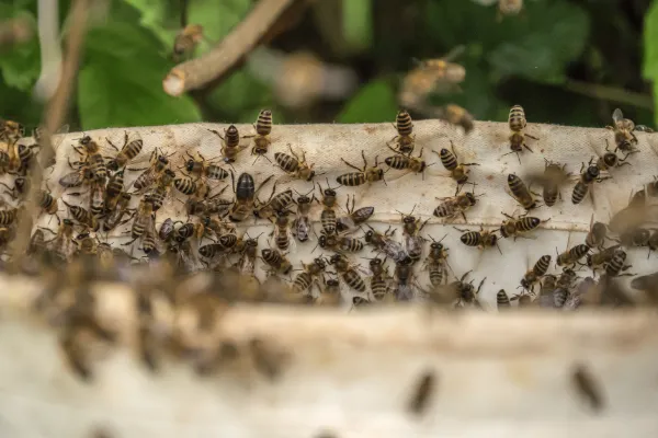 SuperNuisibles offre des services de dératisations ( Ex :Rats et Souris), désinfections (Ex: Punaises de lit) et désinsectisations (Ex : Guêpes et Frelons) dans toute la région d'Ile-de-France. Paris (75), Seine-et-Marne (77), Yvelines (78), Essonne (91), Hauts-de-Seine (92), Seine-Saint-Denis (93), Val-de-Marne (94), Val-d'Oise (95)