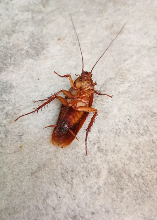 SuperNuisibles offre des services de dératisations ( Ex :Rats et Souris), désinfections (Ex: Punaises de lit) et désinsectisations (Ex : Guêpes et Frelons) dans toute la région d'Ile-de-France. Paris (75), Seine-et-Marne (77), Yvelines (78), Essonne (91), Hauts-de-Seine (92), Seine-Saint-Denis (93), Val-de-Marne (94), Val-d'Oise (95)