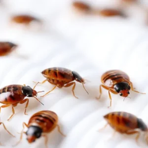 Extermination nuisibles à Sèvres