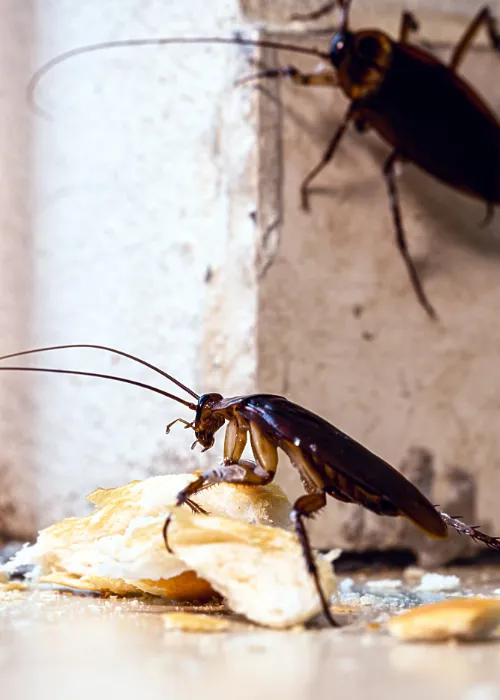 extermination de nuisibles