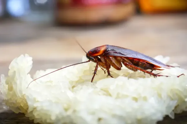 SuperNuisibles offre des services de dératisations ( Ex :Rats et Souris), désinfections (Ex: Punaises de lit) et désinsectisations (Ex : Guêpes et Frelons) dans toute la région d'Ile-de-France. Paris (75), Seine-et-Marne (77), Yvelines (78), Essonne (91), Hauts-de-Seine (92), Seine-Saint-Denis (93), Val-de-Marne (94), Val-d'Oise (95)