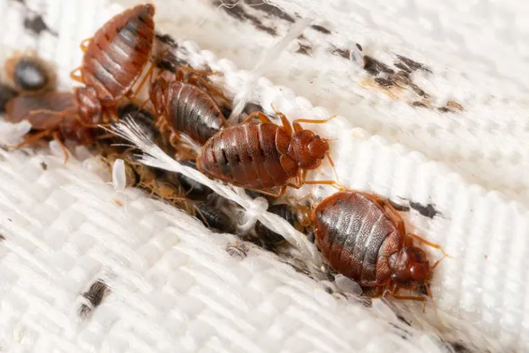 extermination nuisibles à Saint-Cloud