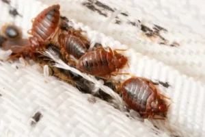 extermination de nuisibles 