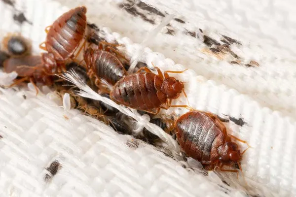 extermination de nuisibles